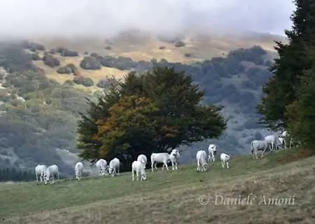 Coldimetino * Gualdo Tadino